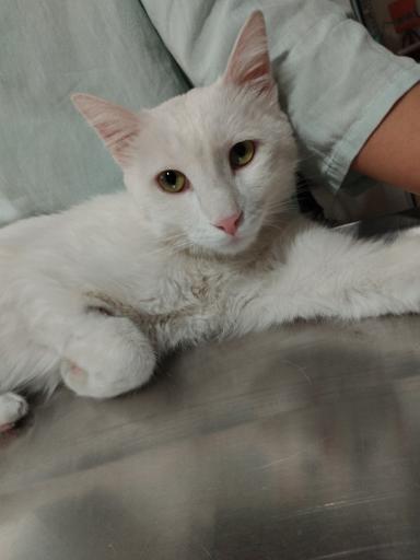 عکس کلینیک دامپزشکی پت کوچولو