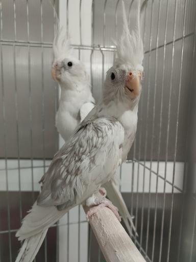 عکس کلینیک دامپزشکی پت کوچولو