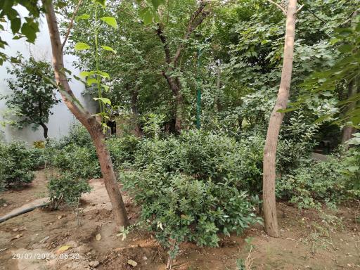 عکس بوستان دامن افشار