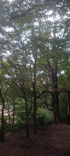 عکس پارک جنگلی عباس آباد