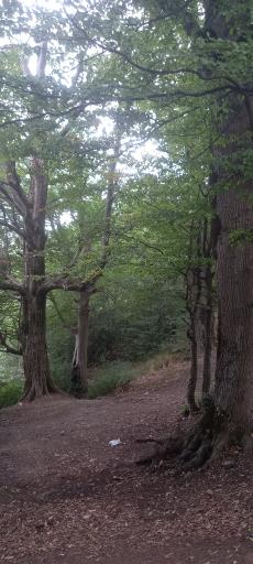 عکس پارک جنگلی عباس آباد