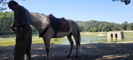 عکس پارک جنگلی عباس آباد