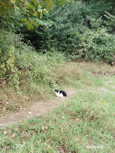 عکس پارک جنگلی عباس آباد