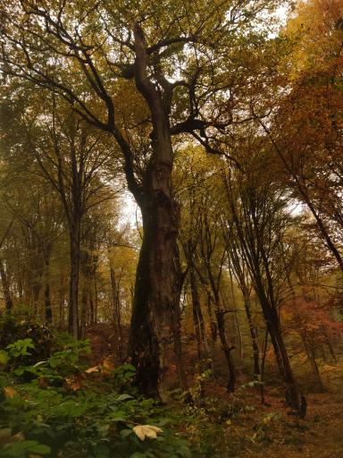 عکس پارک جنگلی عباس آباد