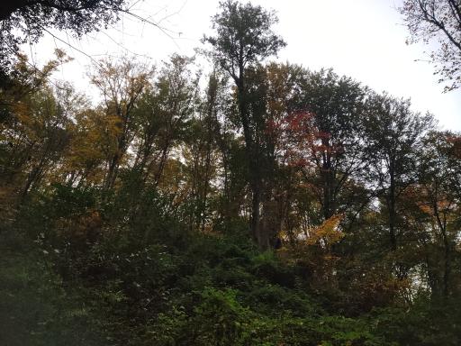 عکس پارک جنگلی عباس آباد