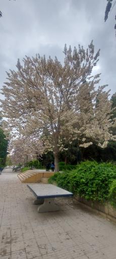 عکس باغ ملی شیراز