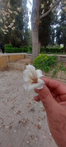 عکس باغ ملی شیراز