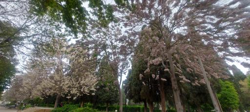 عکس باغ ملی شیراز