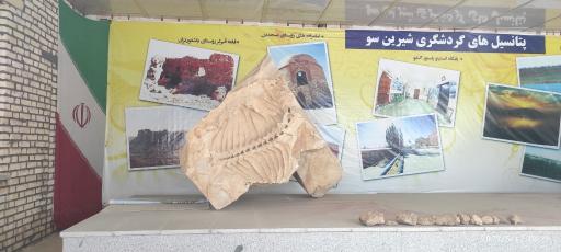 عکس موزه فسیل 25میلیون ساله