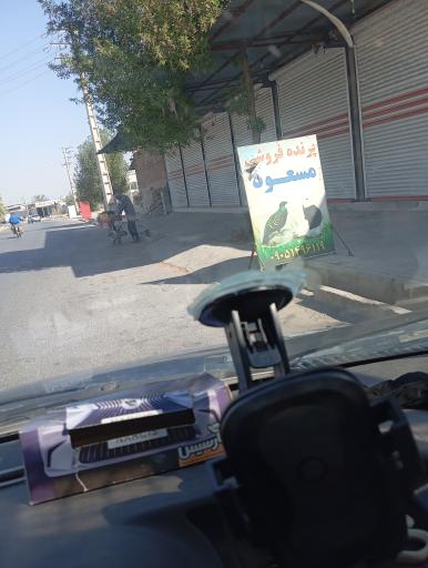 عکس پرنده فروشی مسعود