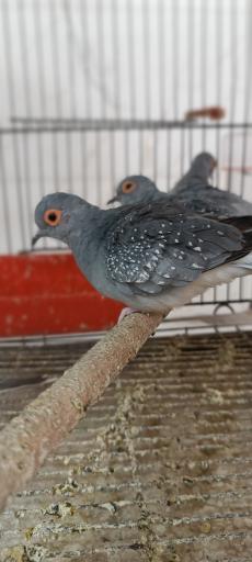 عکس پرنده سرای حمید