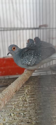 عکس پرنده سرای حمید