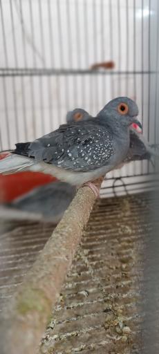 عکس پرنده سرای حمید