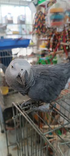 عکس پرنده سرای حمید