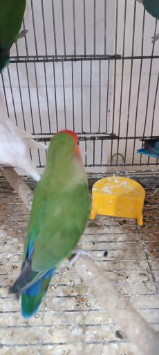 عکس پرنده سرای حمید