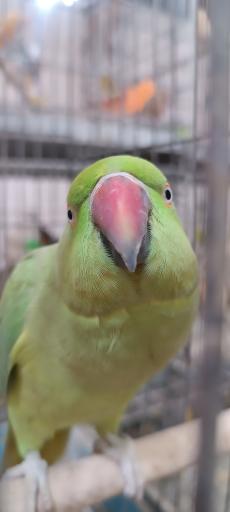 عکس پرنده سرای حمید