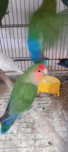 عکس پرنده سرای حمید