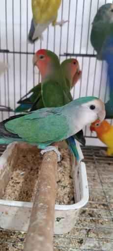 عکس پرنده سرای حمید