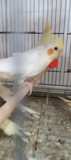 عکس پرنده سرای حمید