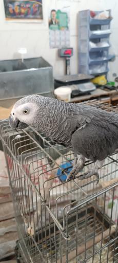 عکس پرنده سرای حمید