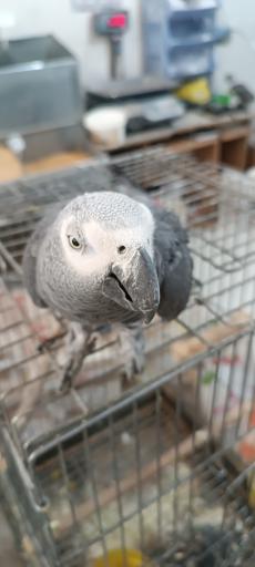 عکس پرنده سرای حمید