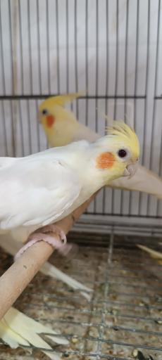 عکس پرنده سرای حمید