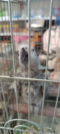 عکس پرنده سرای حمید