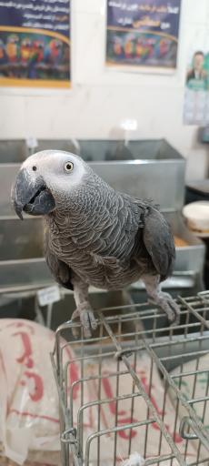 عکس پرنده سرای حمید