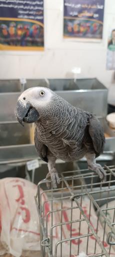 عکس پرنده سرای حمید