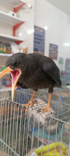 عکس پرنده سرای حمید