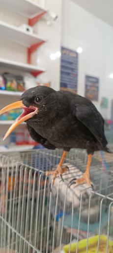 عکس پرنده سرای حمید