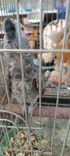 عکس پرنده سرای حمید