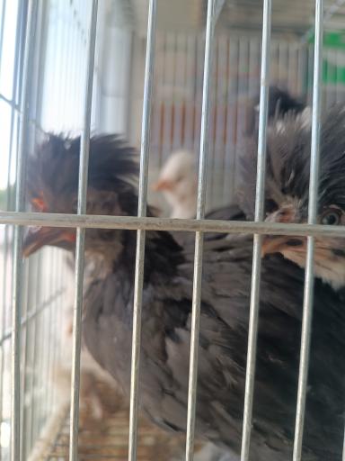 عکس پرنده سرای حمید