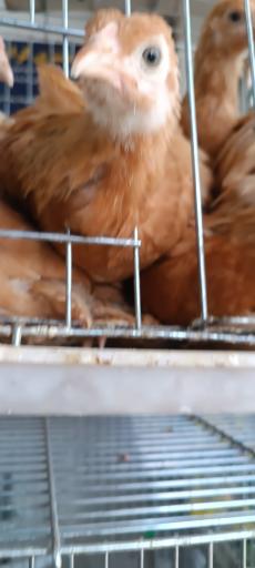 عکس پرنده سرای حمید