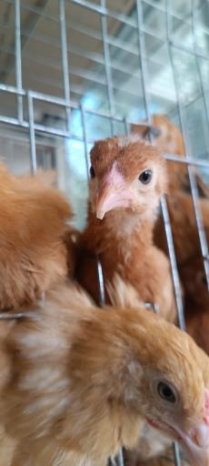 عکس پرنده سرای حمید