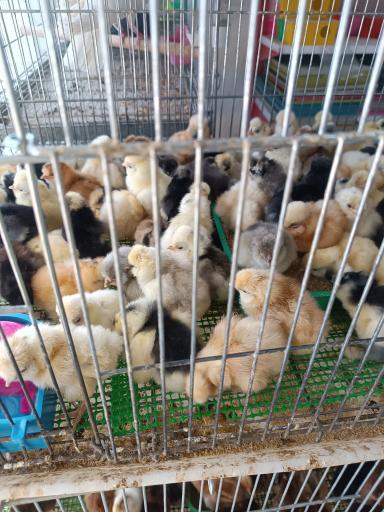 عکس پرنده سرای حمید