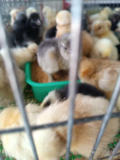 عکس پرنده سرای حمید