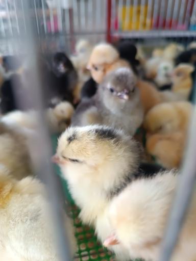 عکس پرنده سرای حمید