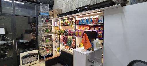 عکس پت شاپ ۲۰ طوطی