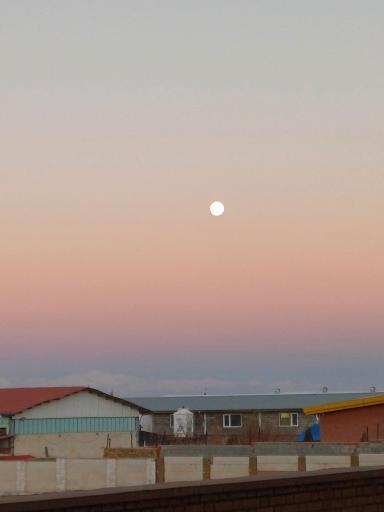 عکس مینا طیور