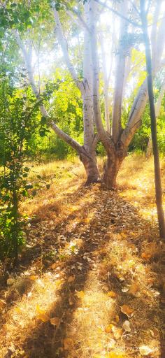 عکس مسجد چوبی نیشابور