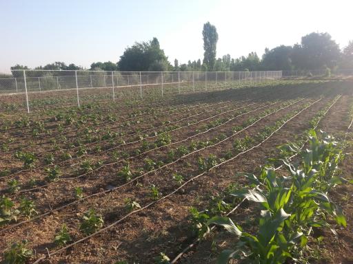 عکس صیفی جات هیمن منگر