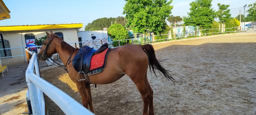 عکس باشگاه سوارکاری کاوه