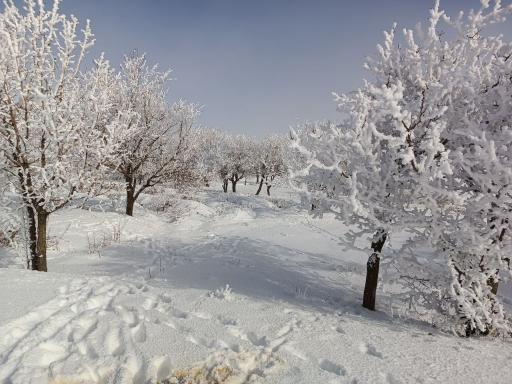 عکس قینرجه