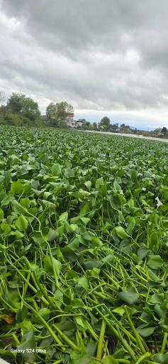 عکس ساحل بندر انزلی