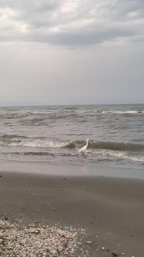 عکس ساحل بندر انزلی