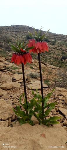 عکس گردنه شول