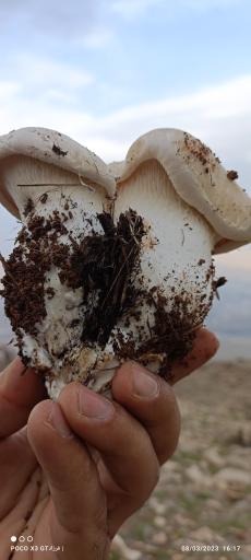 عکس گردنه شول