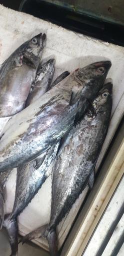 عکس کبابی هادی اوستا