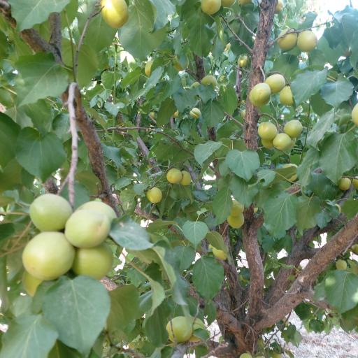 عکس باغ جلال